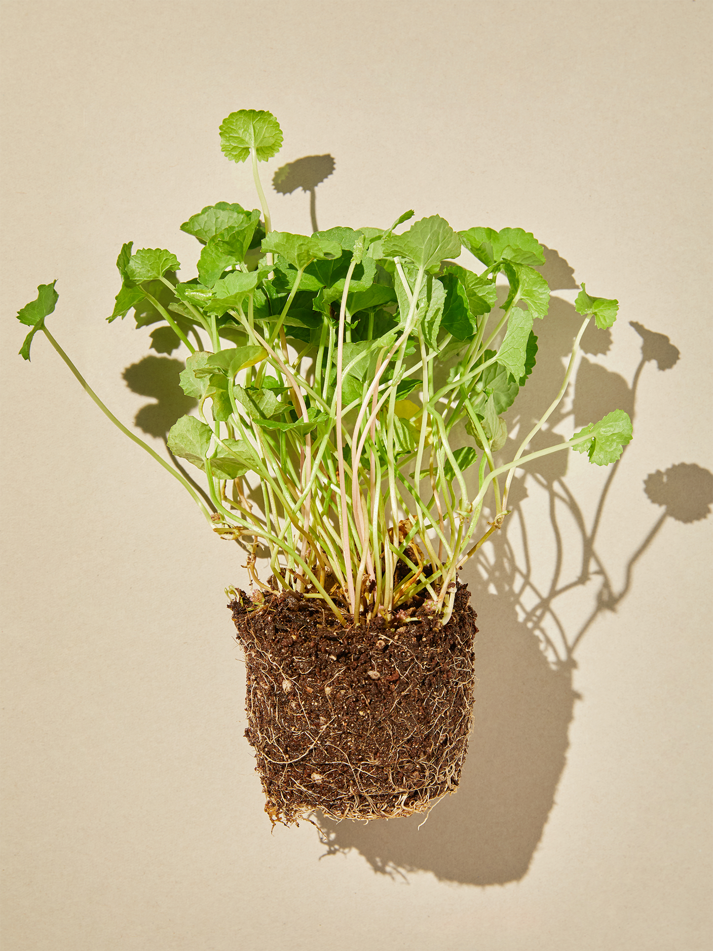 MIXSOON Soondy Essenza Centella Asiatica